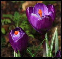 " Duo de crocus hier après midi "