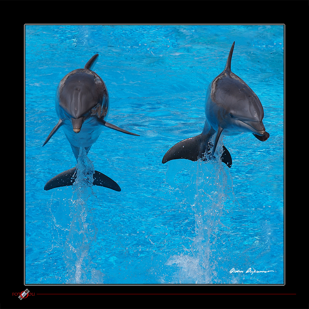 Duo de Dauphins