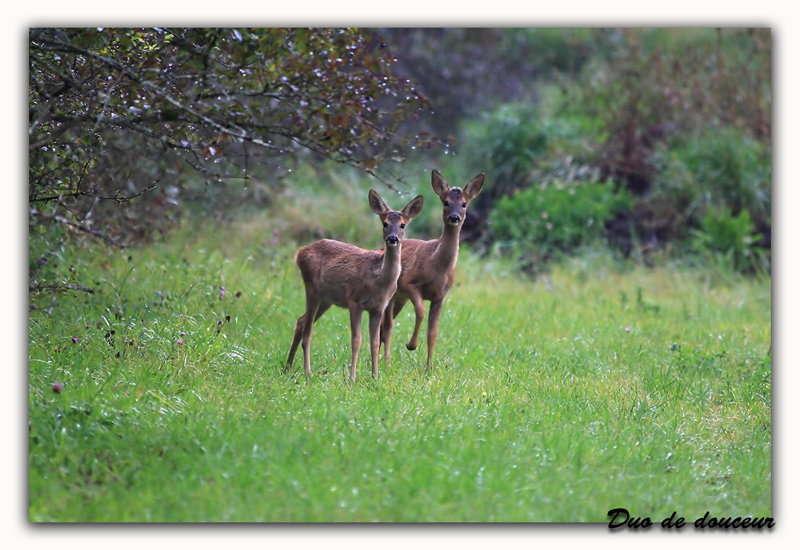 Duo de douceur