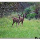 Duo de douceur