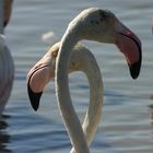 Duo de flamants roses