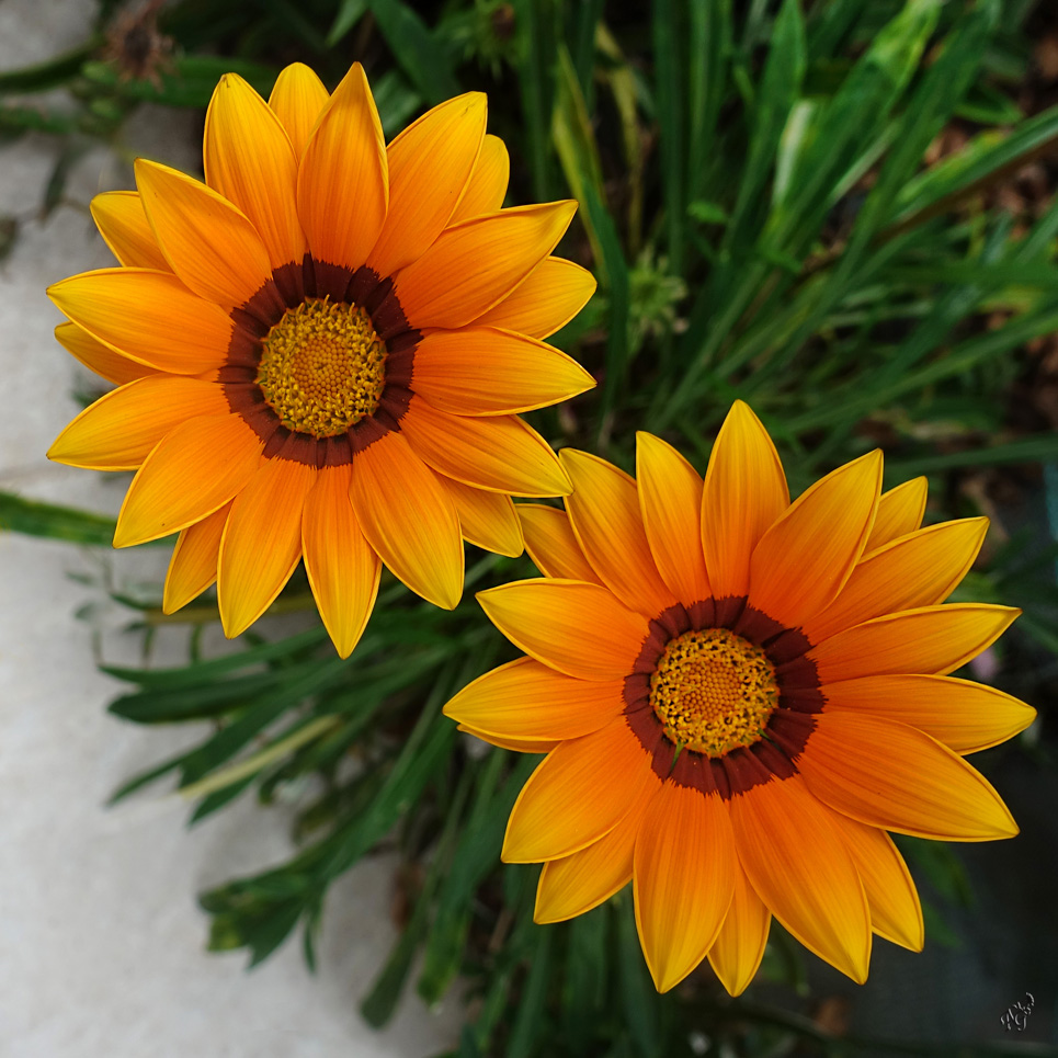 Duo de gazanias