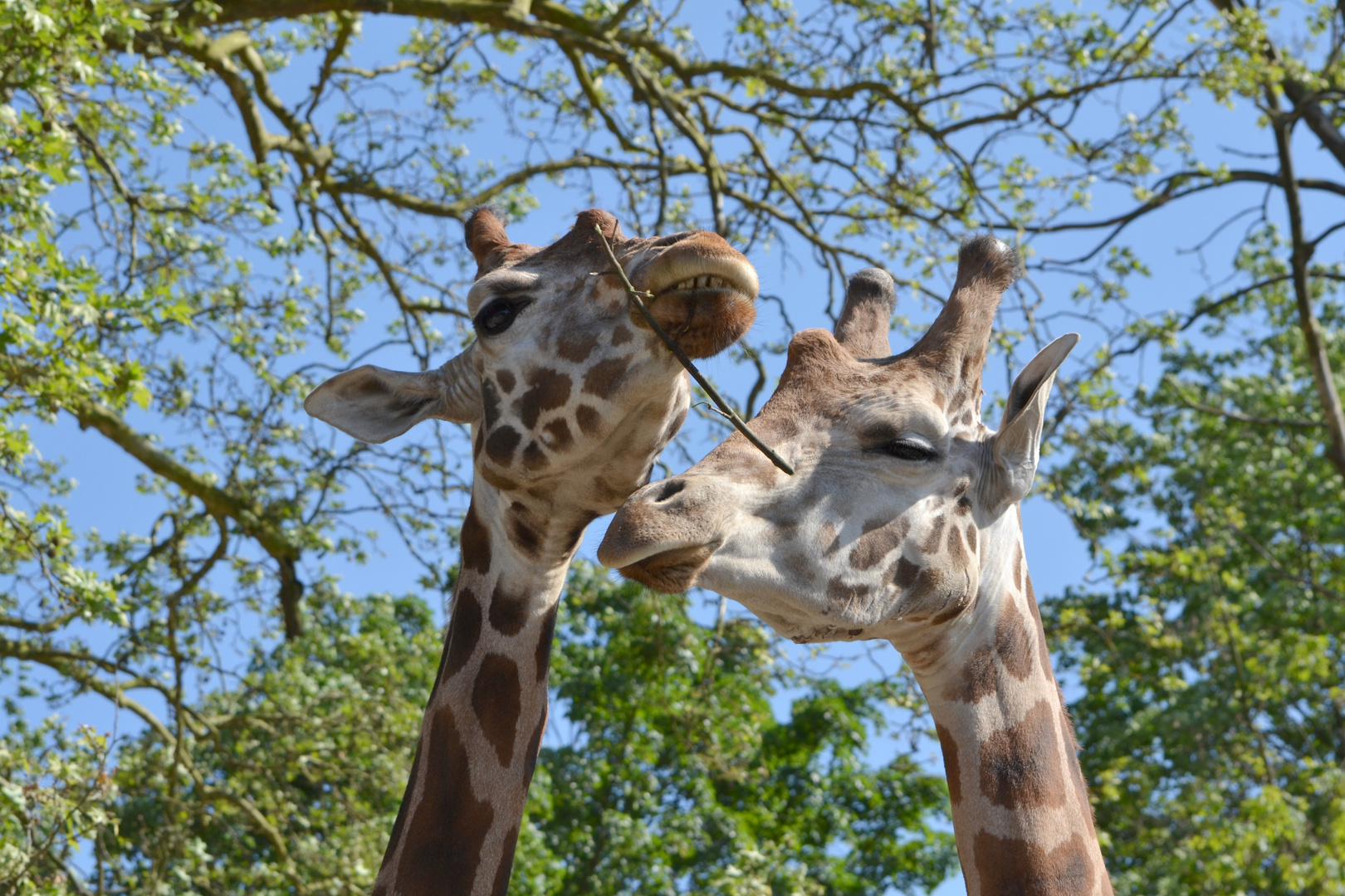 Duo de giraffe