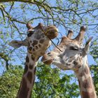 Duo de giraffe