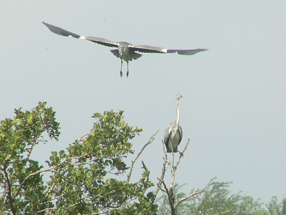 duo de hérons