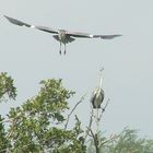 duo de hérons