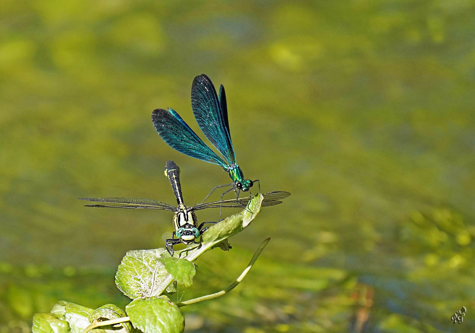 Duo de libellules