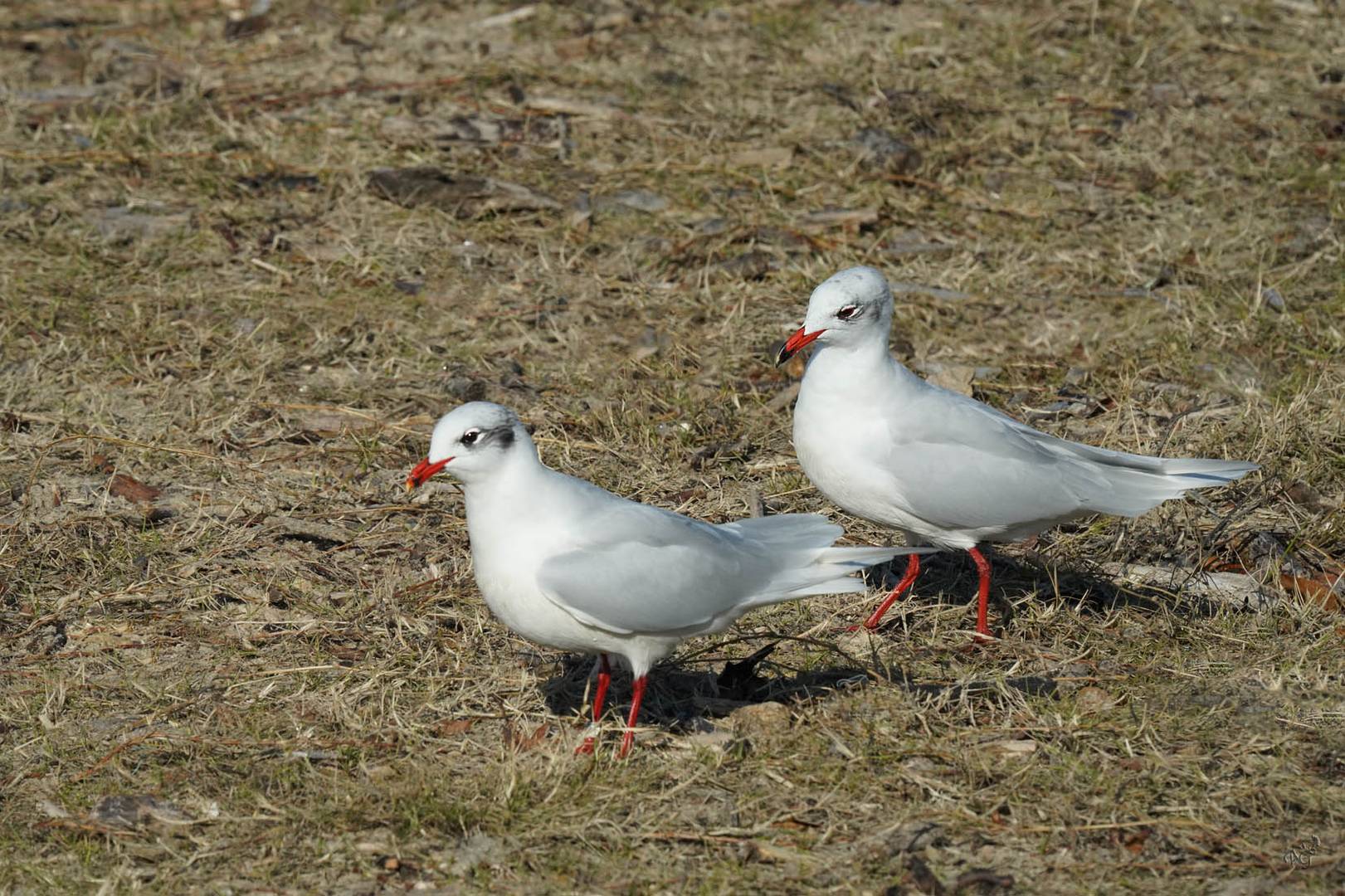 Duo de mouettes rieuses