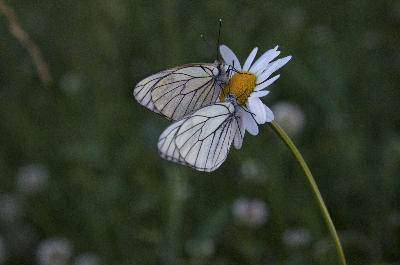 Duo de papillons