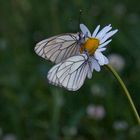 Duo de papillons