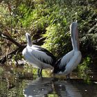 duo de pélicans