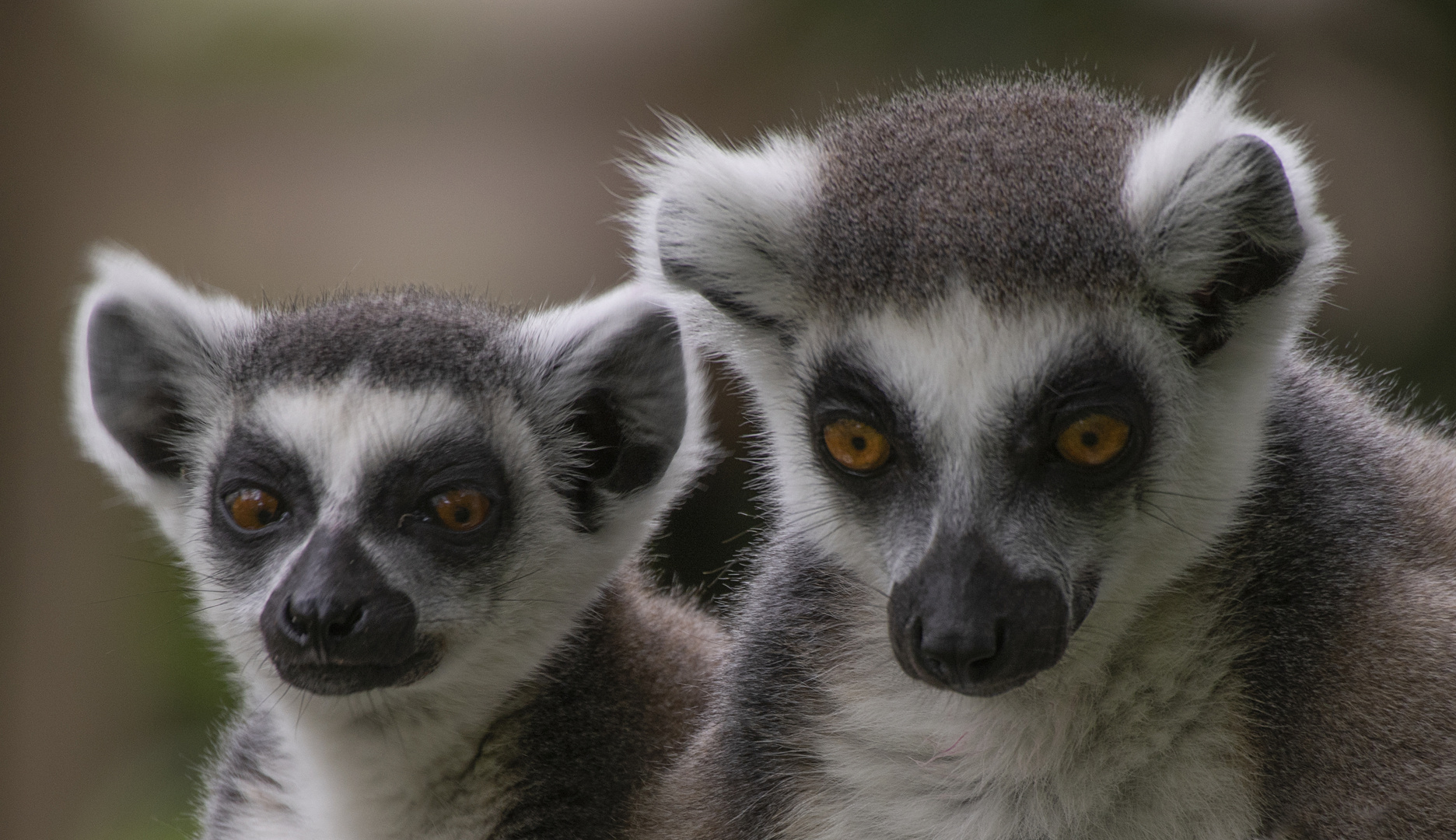 Duo de petits curieux (Maki catta)