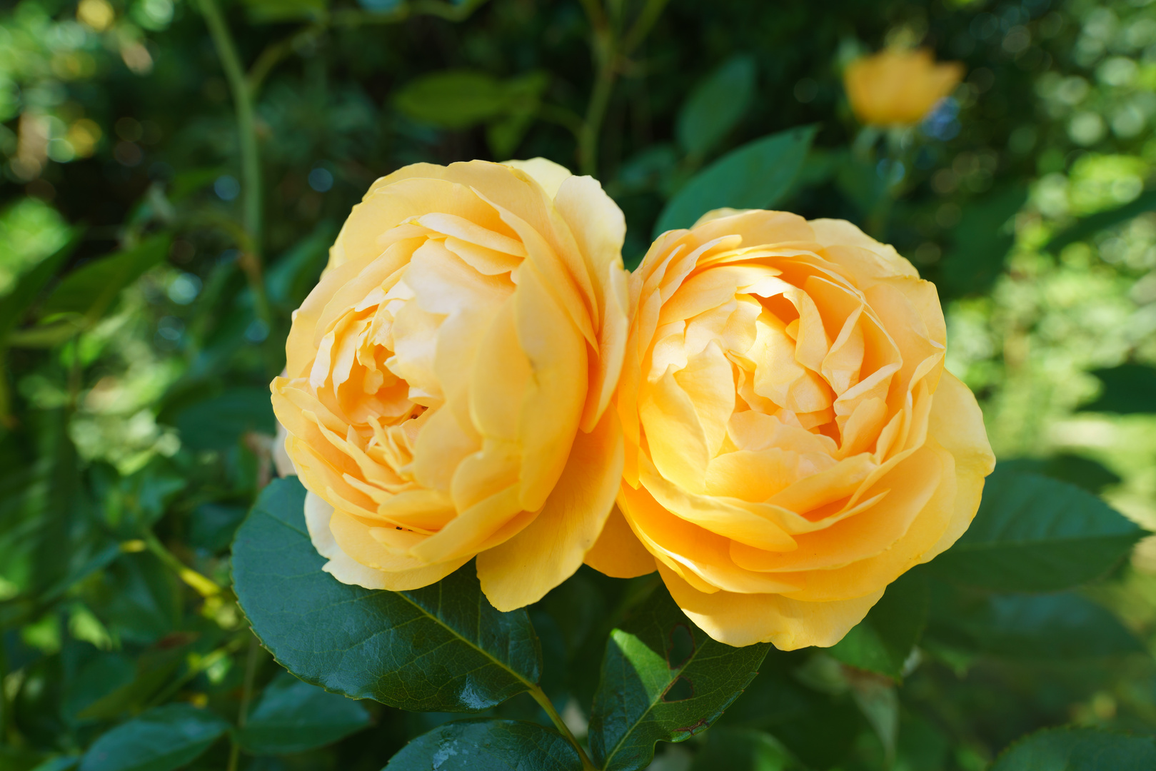 Duo de roses jaunes