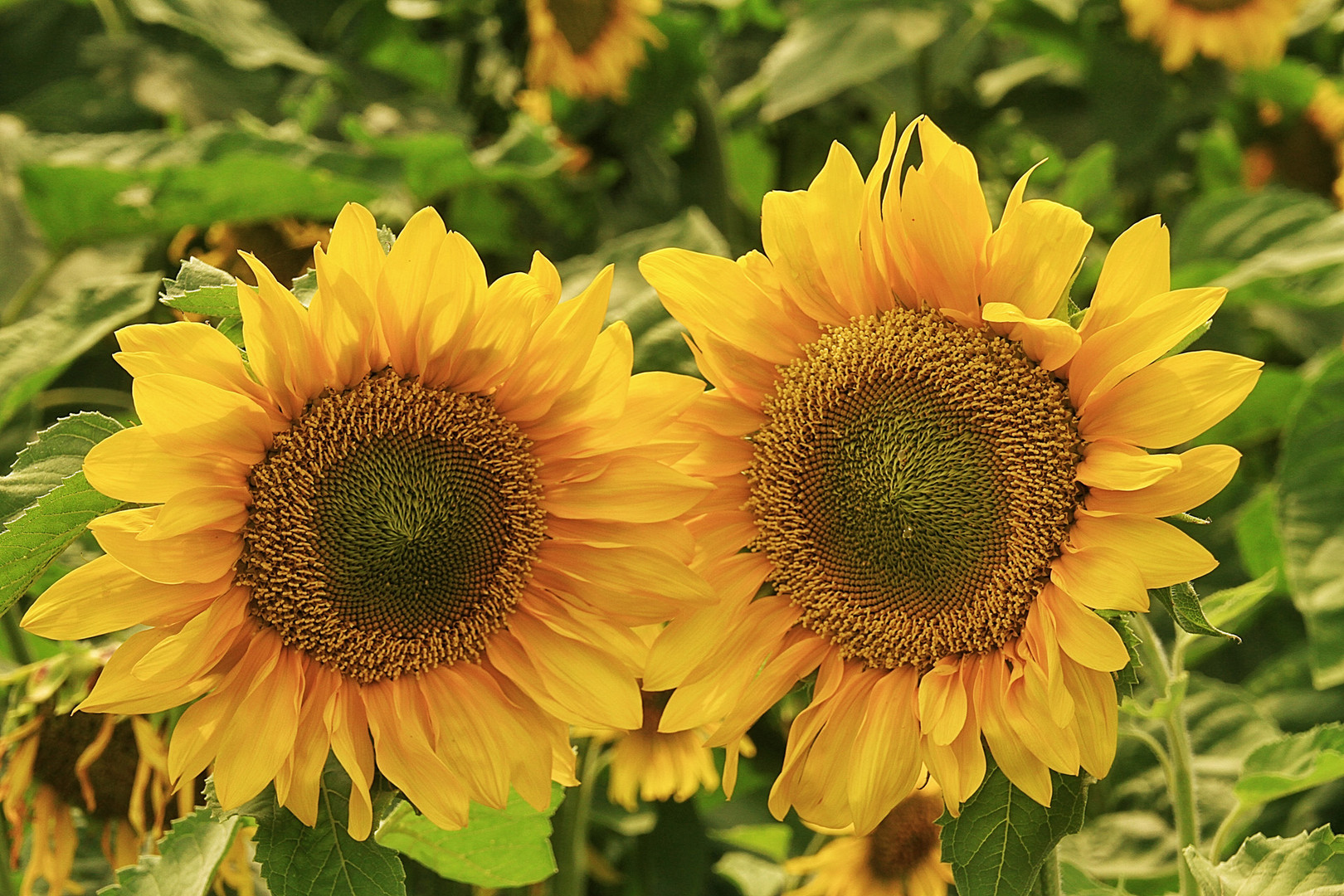 duo de tournesols !!