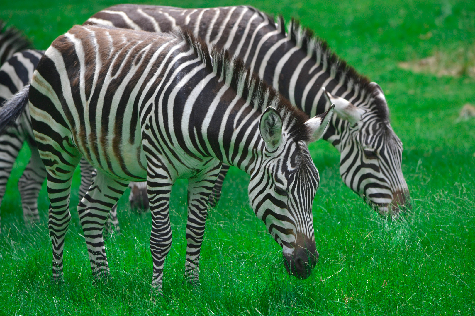 Duo de zebre