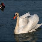 Duo dépareillé sur le lac