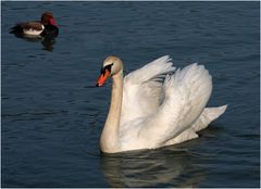 Duo dépareillé sur le lac