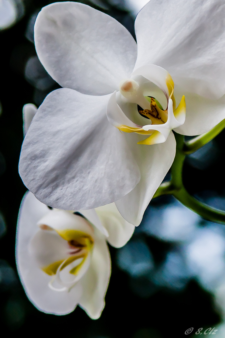 duo d'orchidées