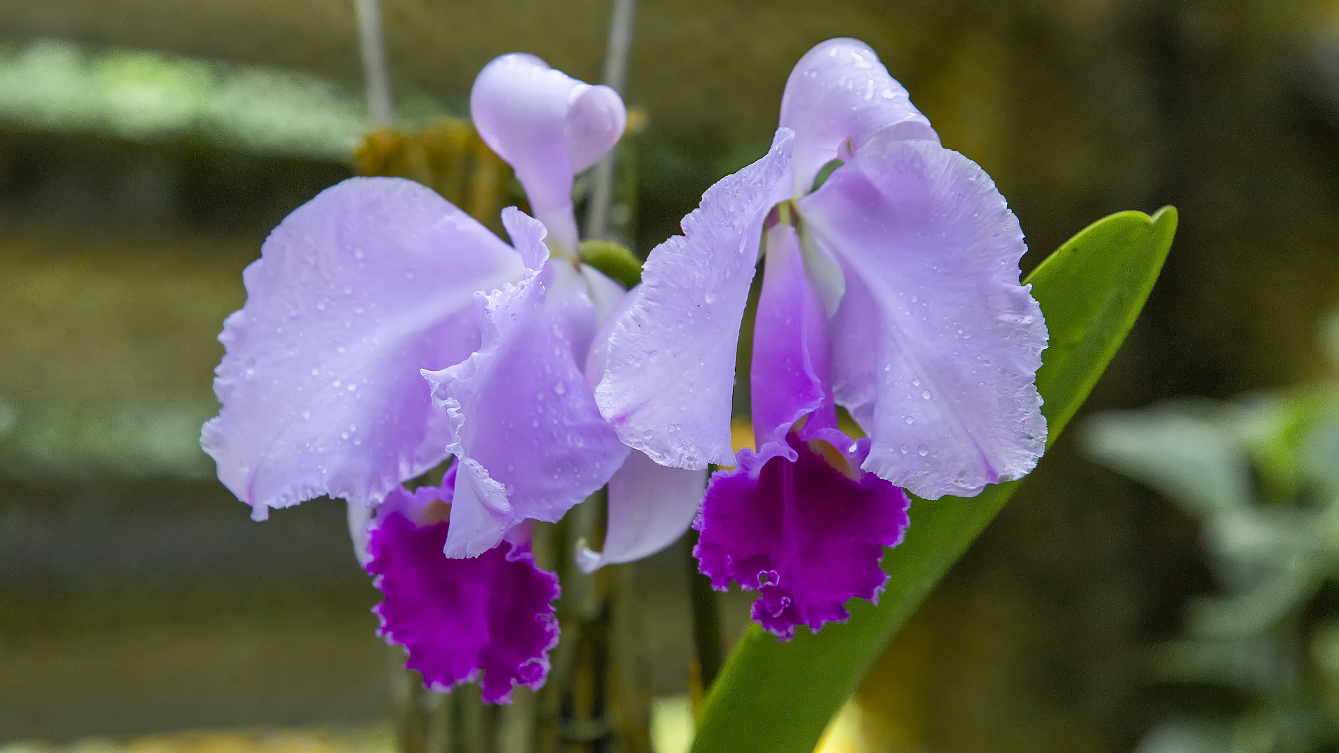 Duo d'orchidées