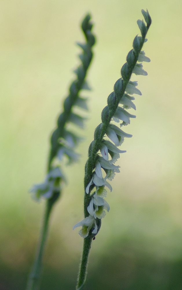 Duo d'orchidées d'automne