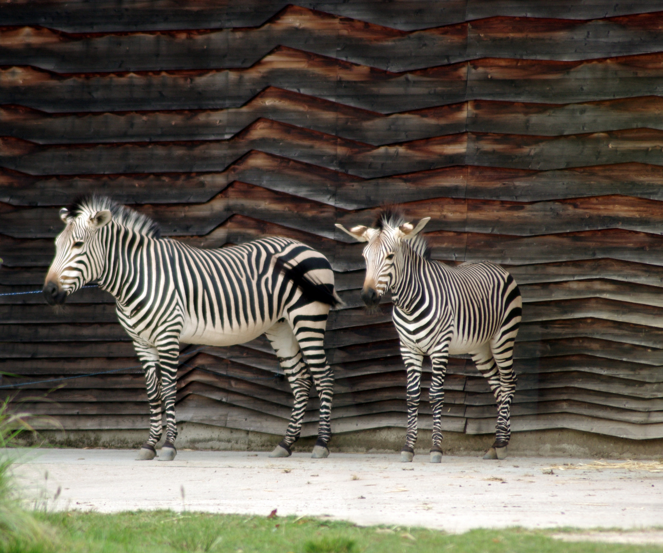 Duo en noir et blanc ...