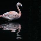 Duo Flamingo