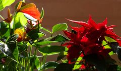 Duo floral en rouge et vert à la fenêtre – Rot-grünes Blumenduo am Fenster