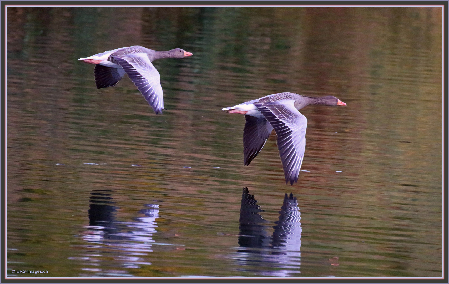 Duo Graugänse FLACHSEE Reuss Rottenschwil 2021-10-18 659 ©