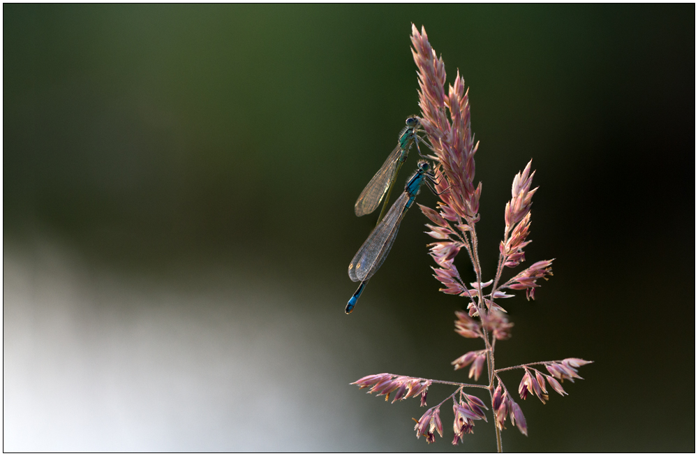 Duo im Abendlicht