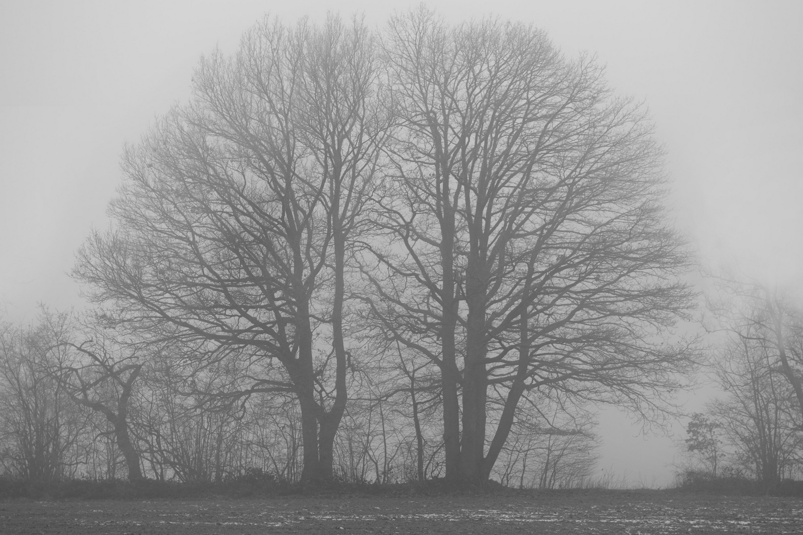 Duo im Nebel