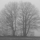 Duo im Nebel