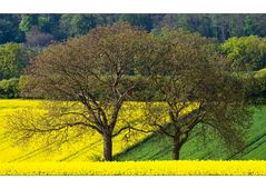 Duo im Rapsfeld