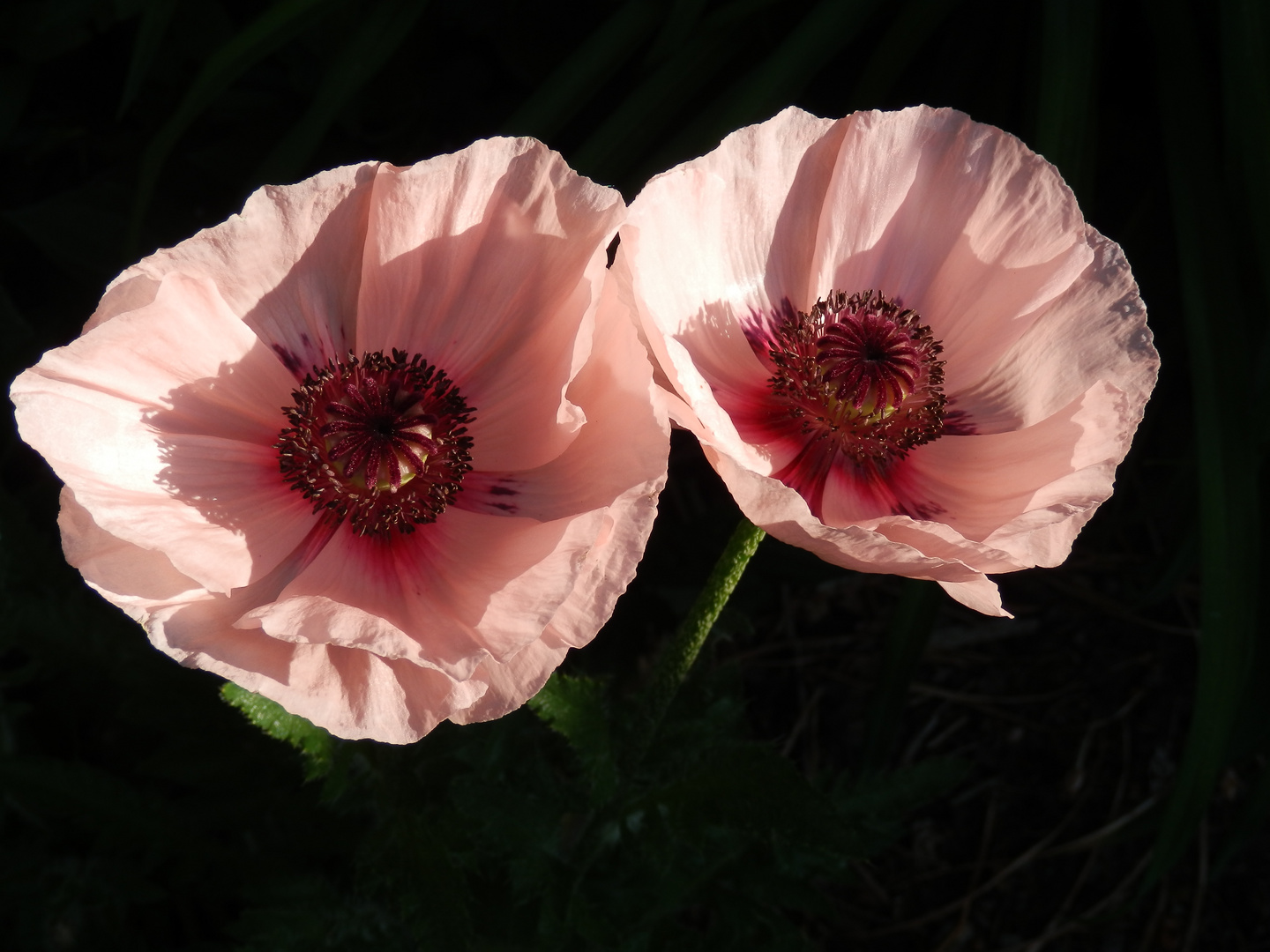 Duo in rosa und schwarz