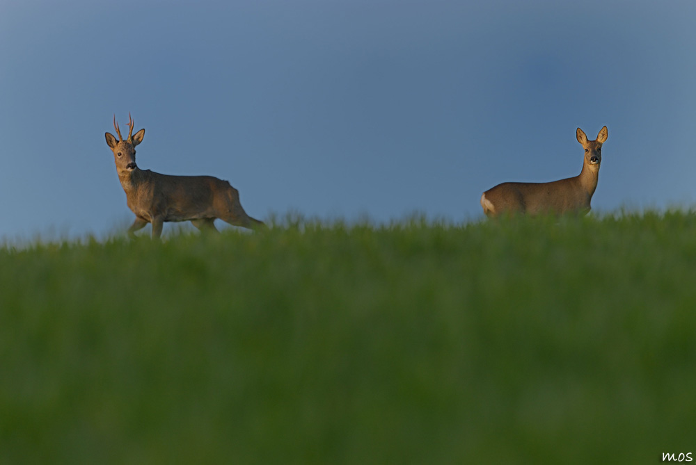 Duo majestueux