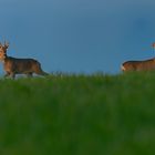 Duo majestueux