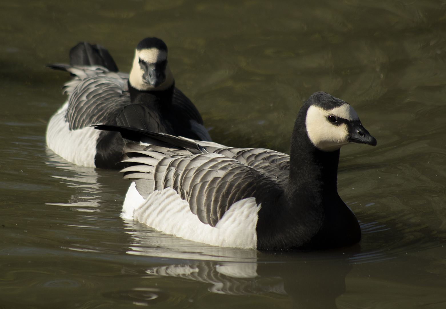 Duo noir et blanc (Branta leucopsis, bernache nonnette)