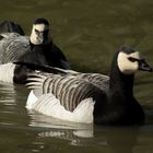 Duo noir et blanc (Branta leucopsis, bernache nonnette)