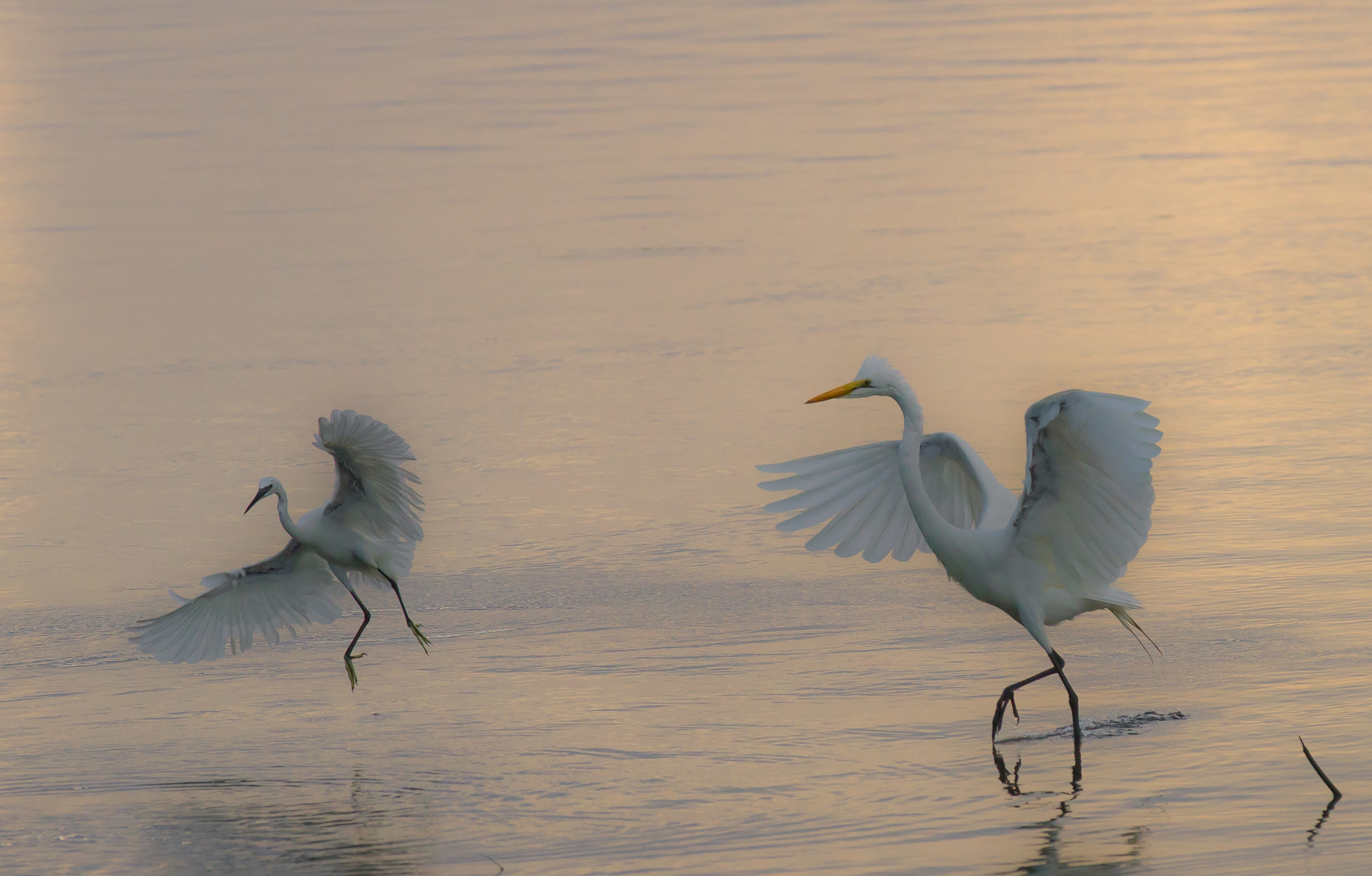 Duo on the sea, pangani, Tanzania