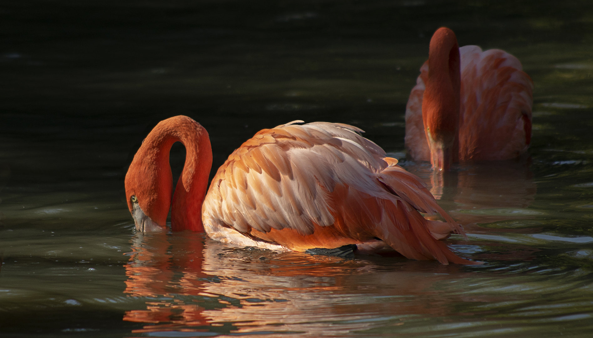 Duo orange (Phoenicopterus roseus, flamant rose)