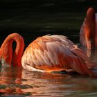 Duo orange (Phoenicopterus roseus, flamant rose)