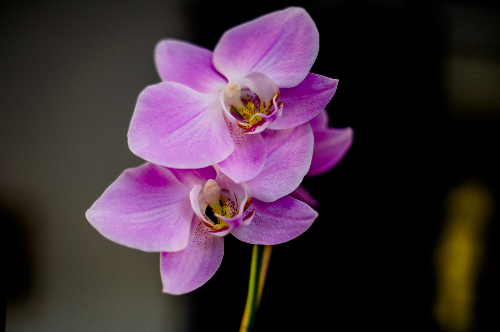 Duo Orchidee