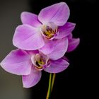 Duo Orchidee