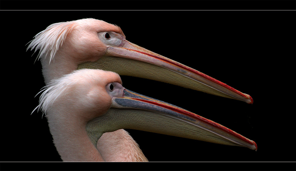 Duo Pelikano Foto & Bild tiere, zoo, wildpark & falknerei, vögel