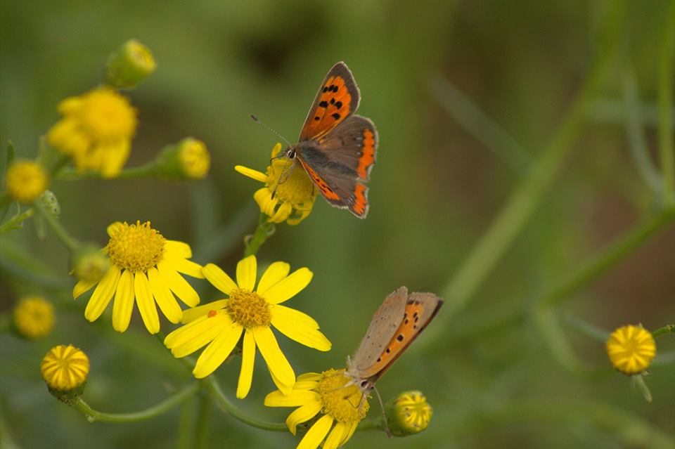 duo prenant les derniers rayons de soleil