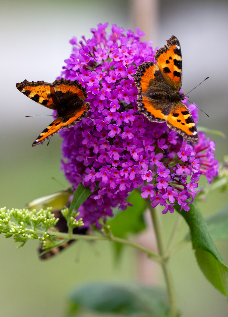 Duo sur buddleia 