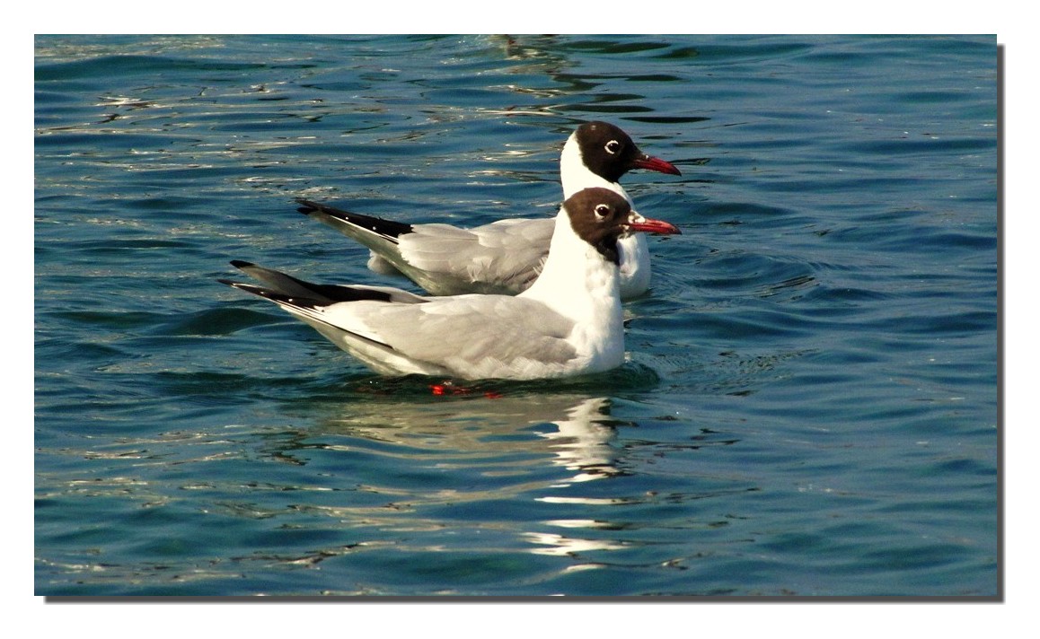 DUO sur le Léman