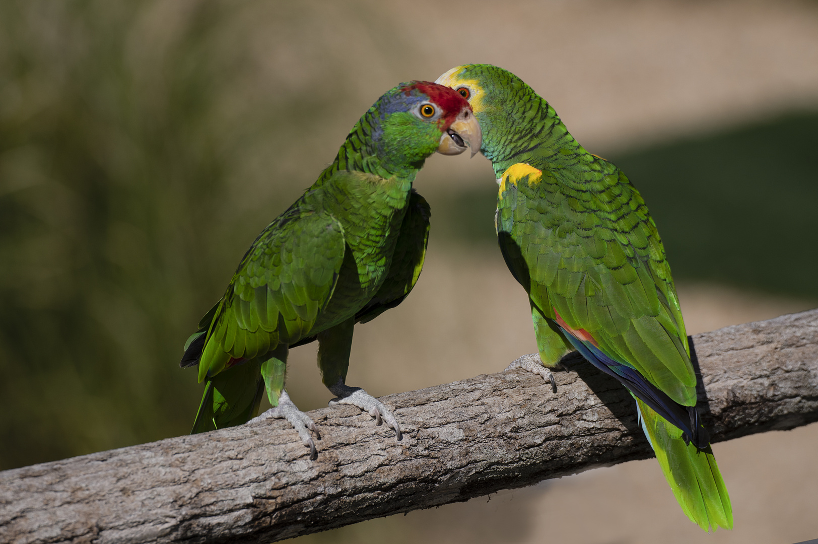 Duo vert (Amazona viridigenalis et barbadensis, amazone à joues vertes et à épaulettes jaunes)