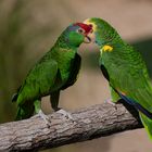 Duo vert (Amazona viridigenalis et barbadensis, amazone à joues vertes et à épaulettes jaunes)