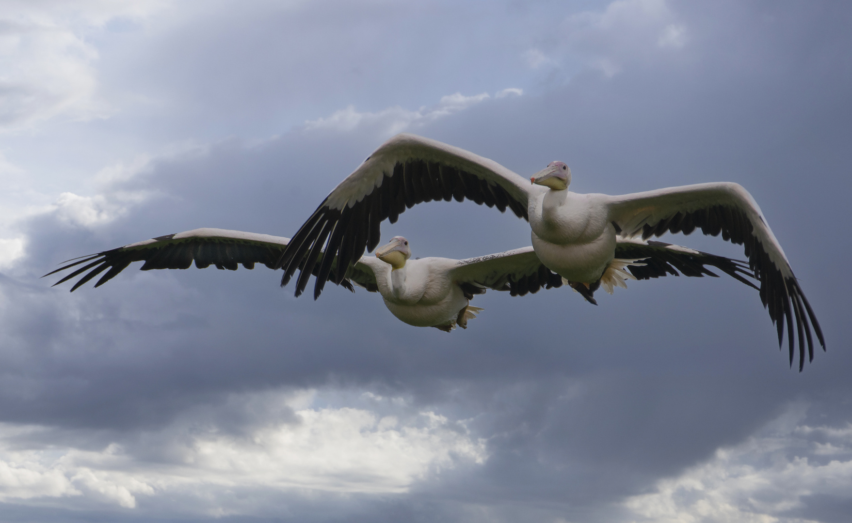 Duo volant (Pelecanus onocrotalus, pélican blanc)