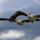 Duo volant (Pelecanus onocrotalus, pélican blanc)